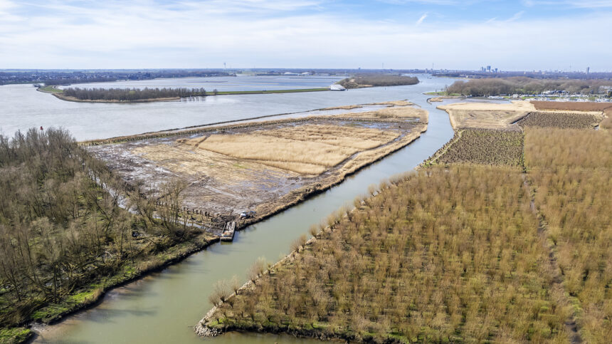 Het rietland met langs de randen de geknotte oude wilgenrijen.