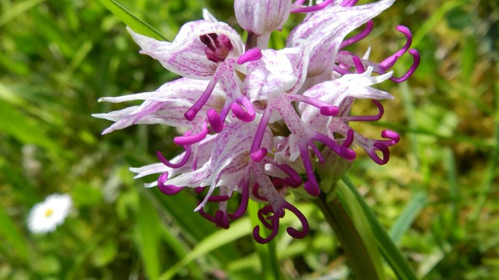 Aapjesorchis