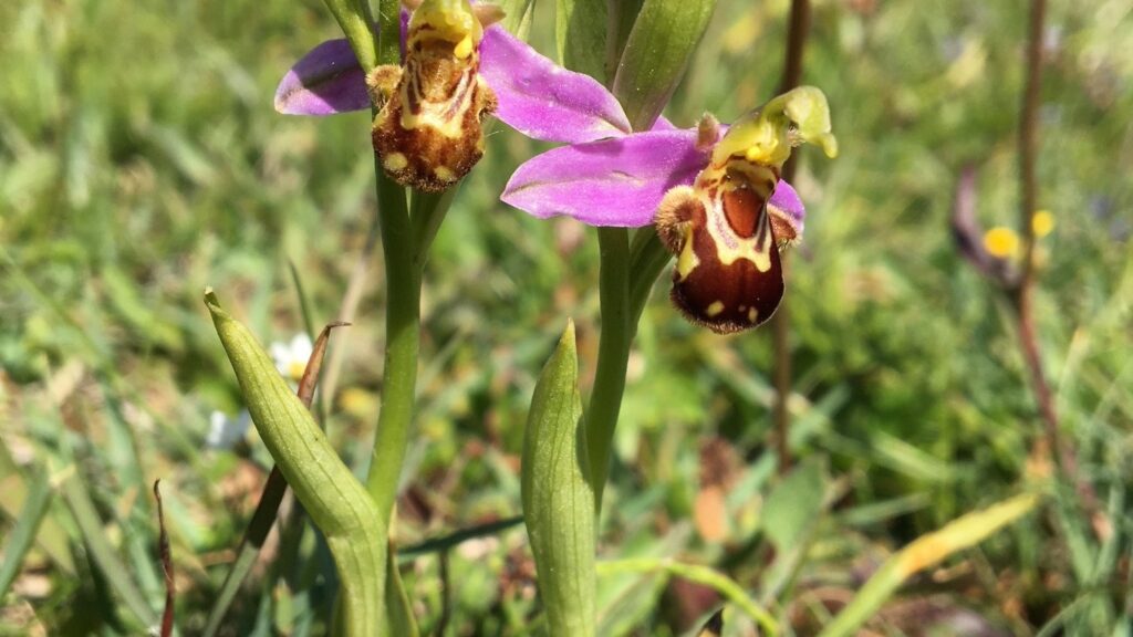 bijenorchis