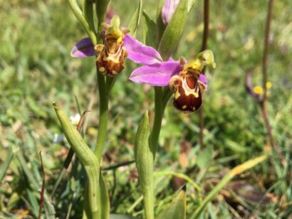 bijenorchis