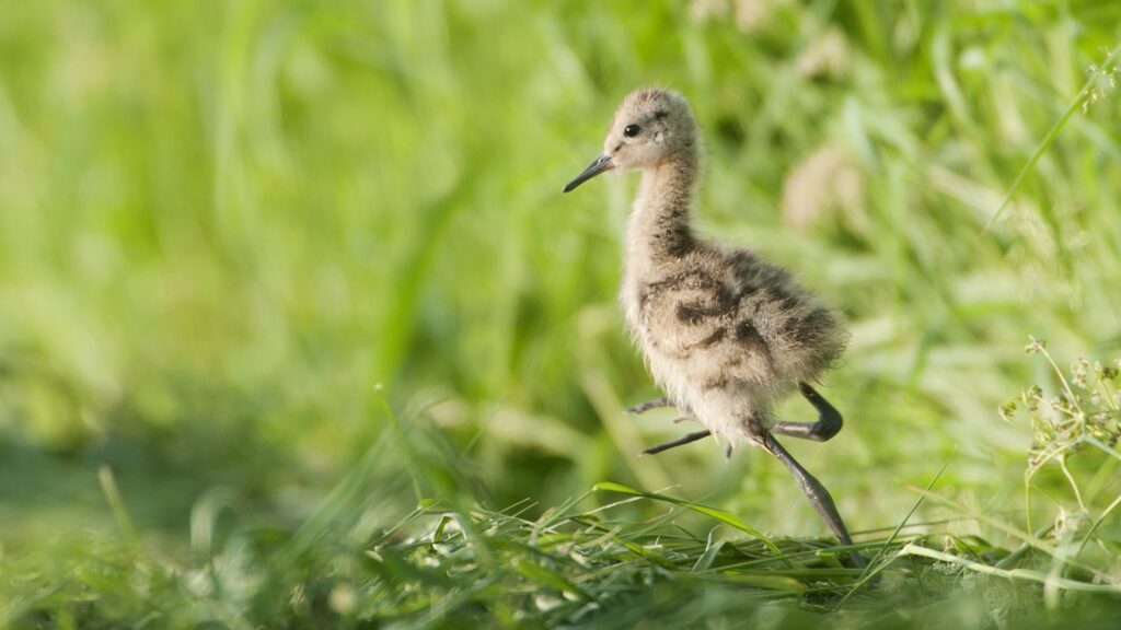 Grutto kuiken in het gras