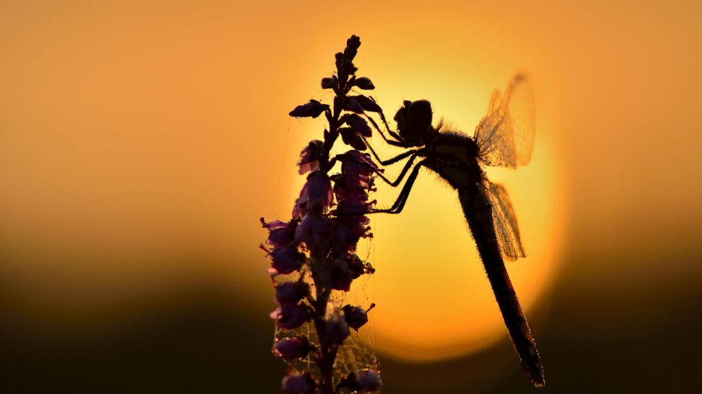 Libelle zonsondergang