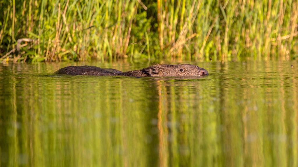 Zwemmende bever in het water met reflectie