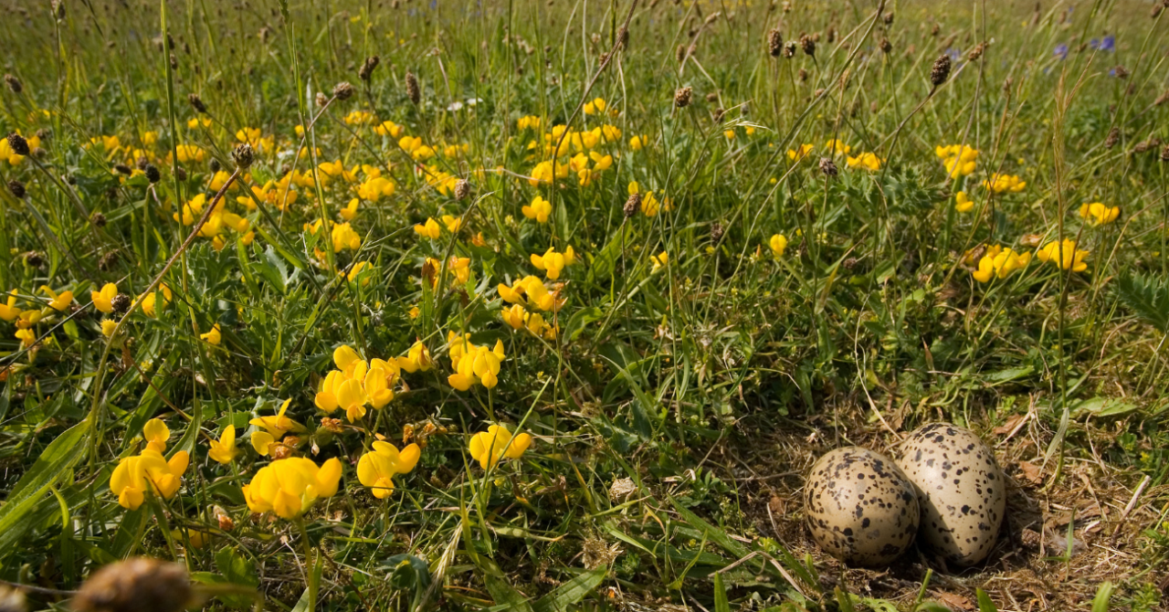 Broedseizoen 2025 Zuid Hollands Landschap