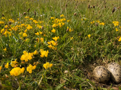 Broedseizoen 2025 Zuid Hollands Landschap