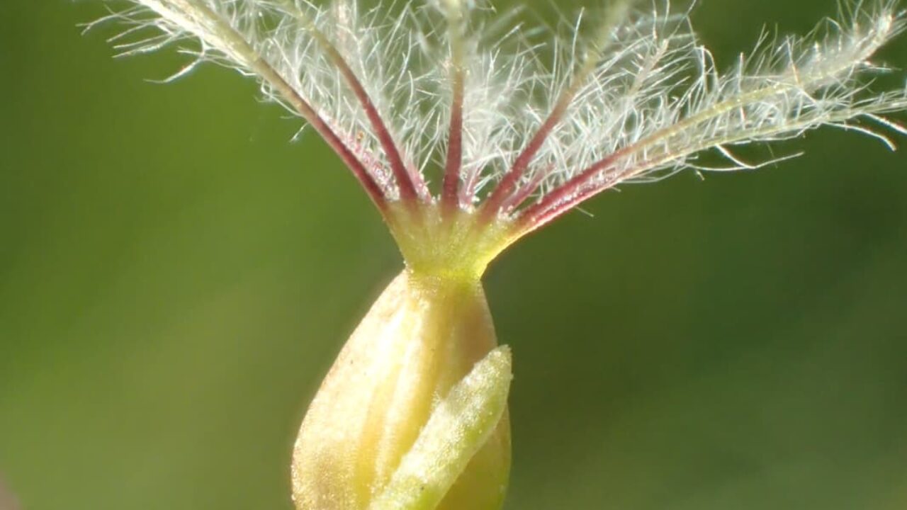 kleine valeriaan vrucht
