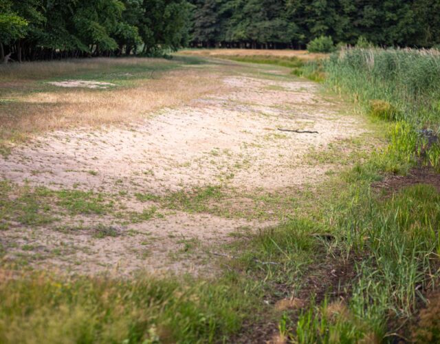 Natuurherstel in Langeveld, in de duinen bij Noordwijk