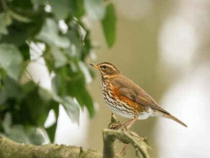 Koperwiek vogel