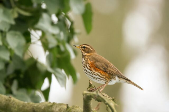 Koperwiek vogel