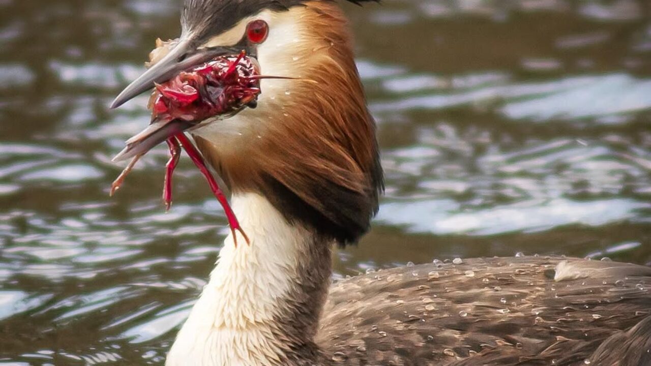 Fuut die een Amerikaanse rivierkreeft eet