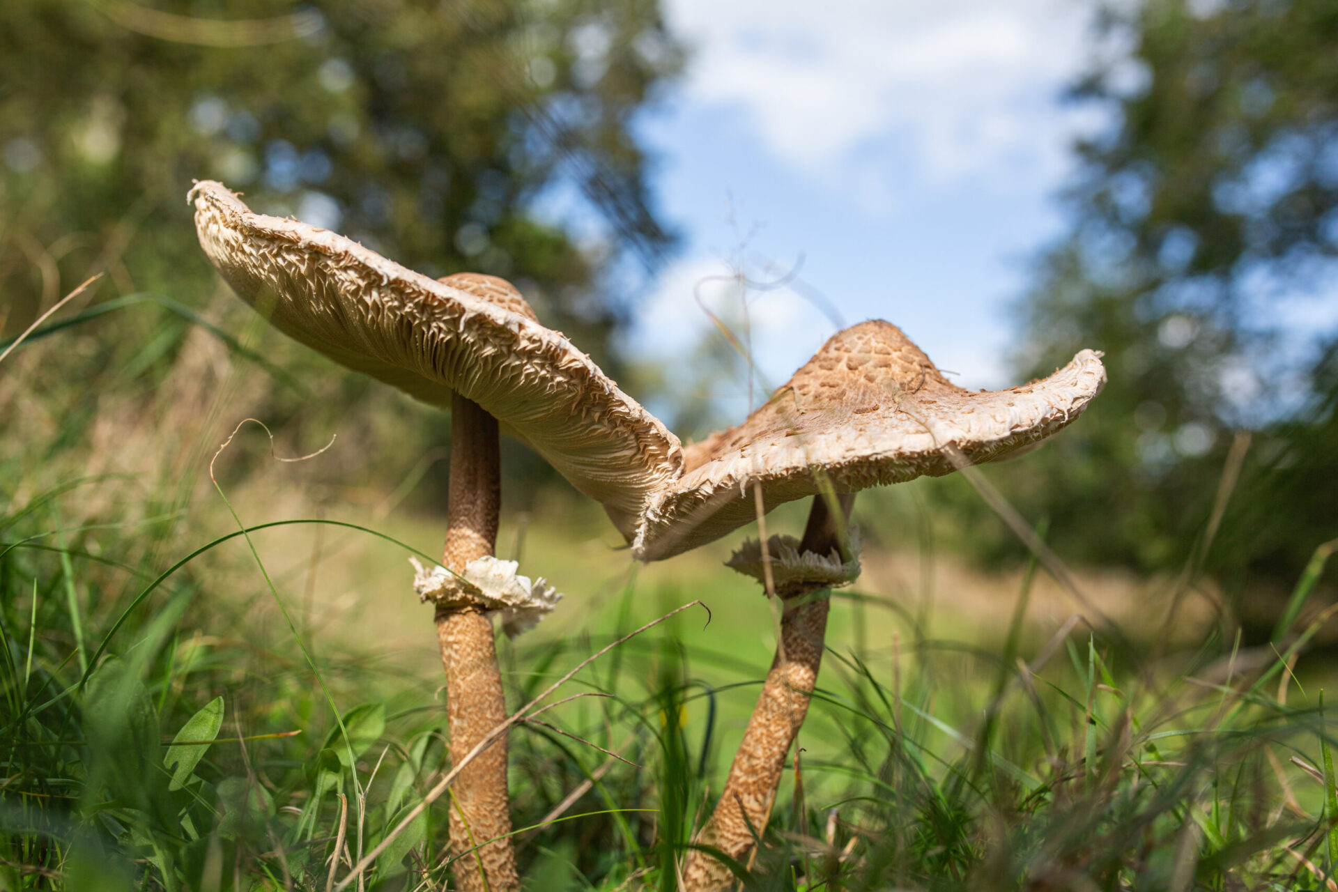 paddenstoelen herfst